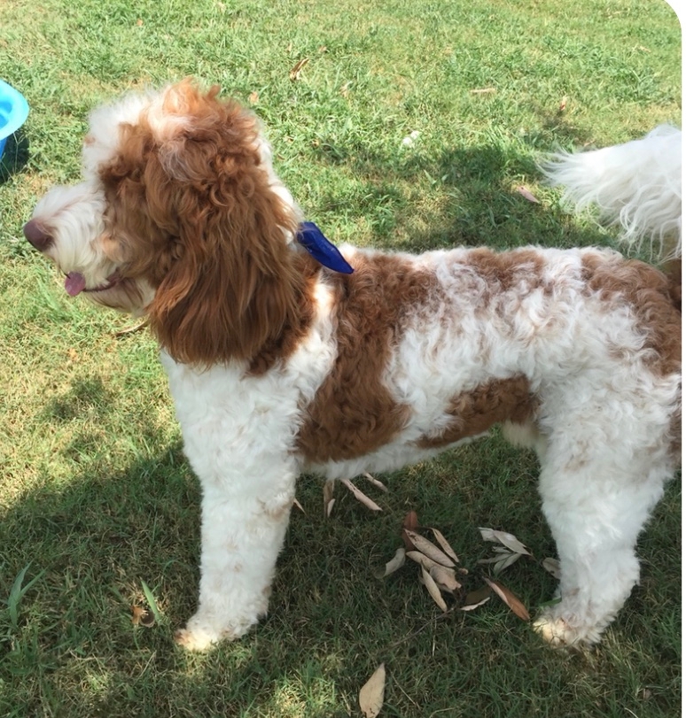 Australian Labradoodle - Charlie